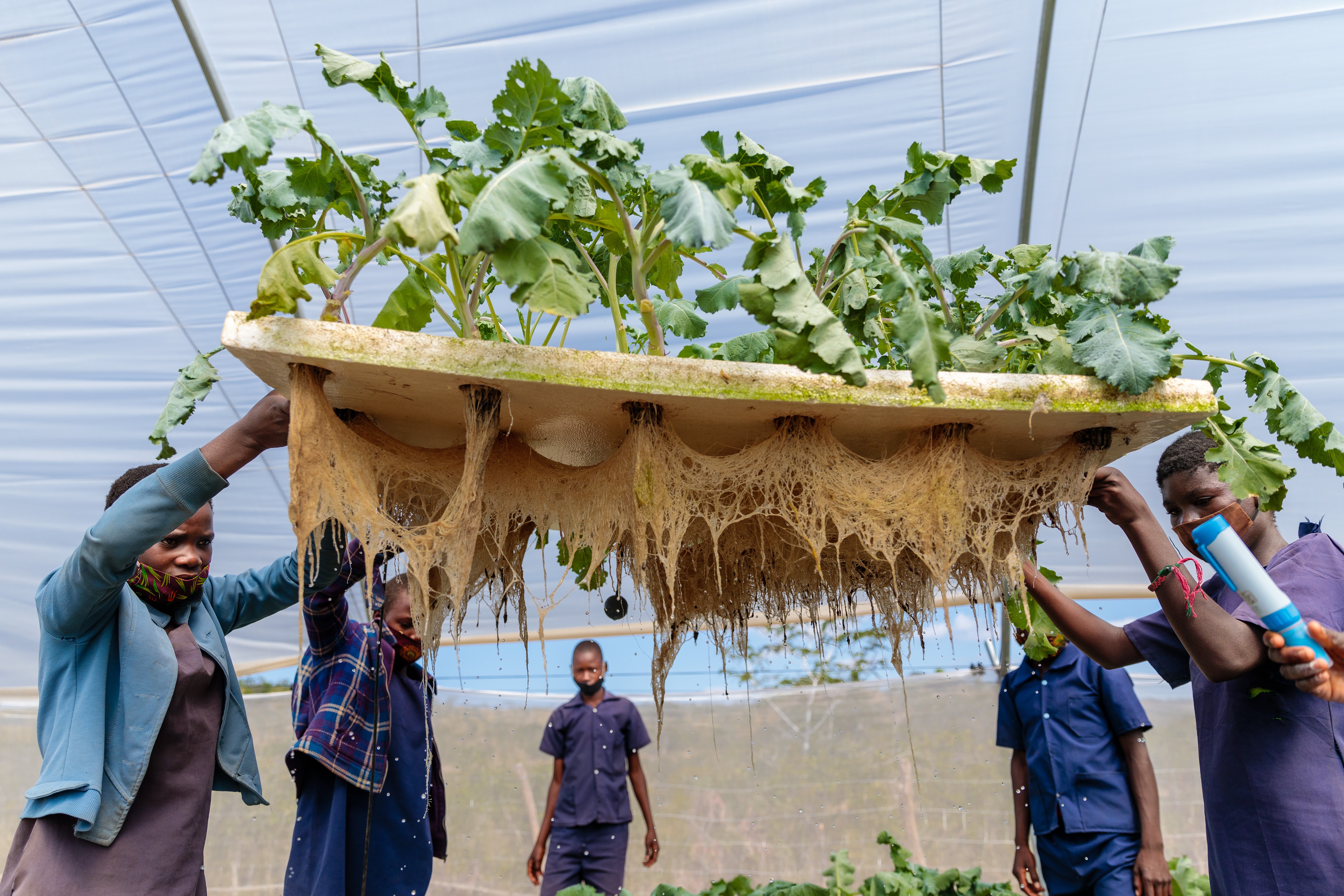 Hydroponic gardens in Zambia