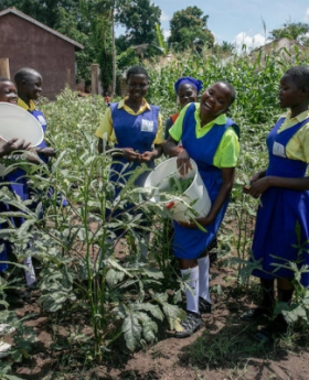 Learners at St. Bakhita Primary School in South Sudan harvest the nutritious okra vegetable from the school garden.