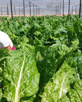 Gov't of Namibia promoting school gardens to improve school meals nutrition.
