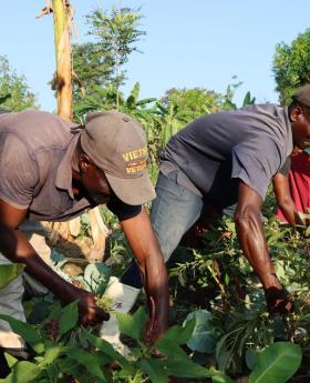 Smallholder farmers in Haiti.