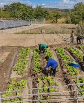 School gardens powered by solar irrigation